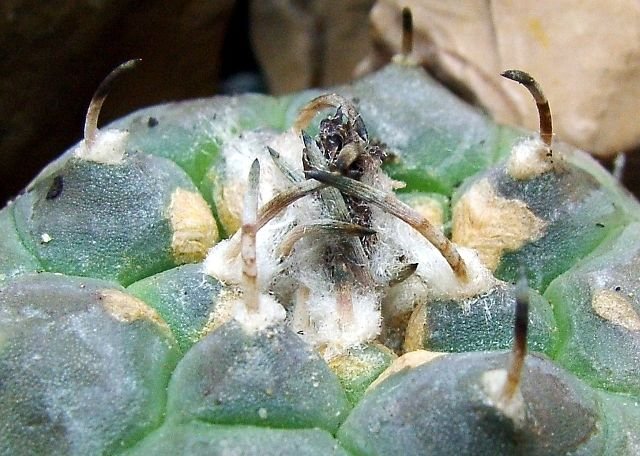 Turbinicarpus_ jauernigii_ 02